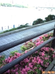 川べりの花(つつじ?)