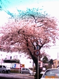 手賀沼沿岸のさくら1