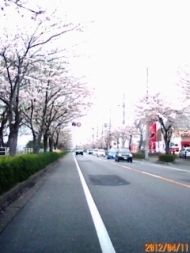 手賀沼沿岸のさくら2