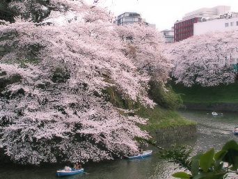 千鳥が淵の桜