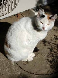 メスの三毛猫のミケ